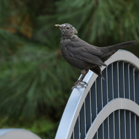 DSC_0070_00001
