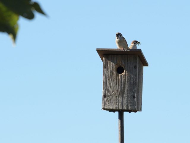 Vogelhaus_00001-scaled