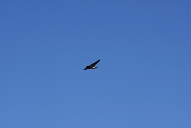 DSC_3617